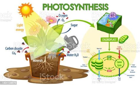 光合作用|Photosynthesis